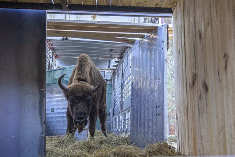 New bison arrival marks exciting step forward for Rhodopes rewilding