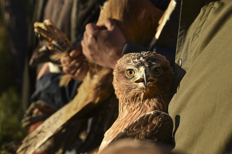 Bonelli’s eagles are returning to Sardinia