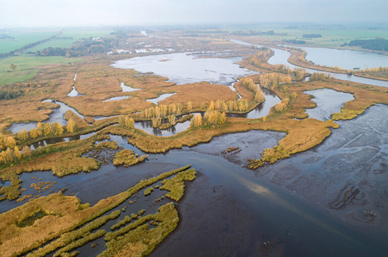 Rewilding across borders in the Oder Delta