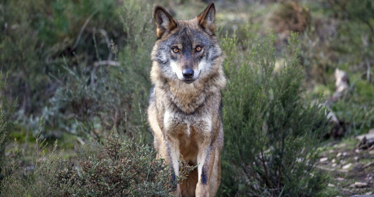 Rewilding efforts lay foundations for Iberian wolf comeback in Portugal