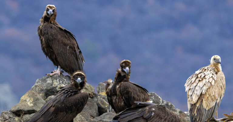 Ten-year rewilding anniversary sees vulture boost in the Rhodopes