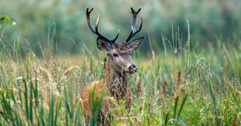 Proactive measures enhance human-wildlife coexistence in the Danube Delta