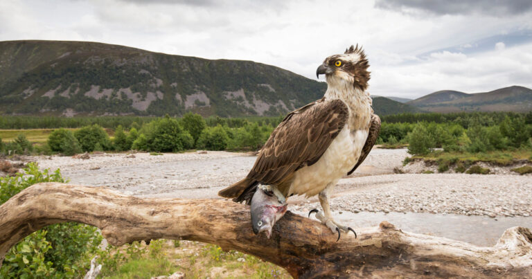 An interview with Peter Cairns: judge for the Rewilding Europe Award 2025