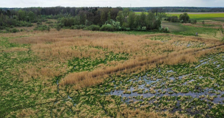 Protected: Rewetting the Oder Delta: a step forward for Europe’s wetlands