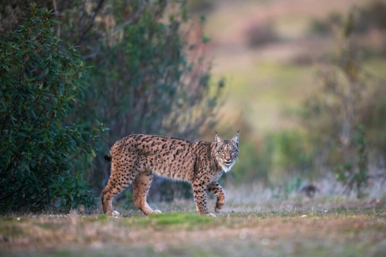 Protected: Thriving with nature: from co-existence to co-prosperity