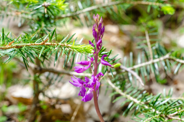 A Weekend in Ano Chora, Nafpaktia: Discovering Wild Orchids