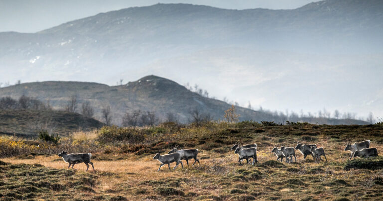 Protected: Rewilding Europe’s Swedish Lapland rewilding landscape becomes Nordic Taiga