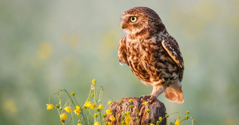 Boost your rewilding knowledge with Rewilding Europe’s new free online course