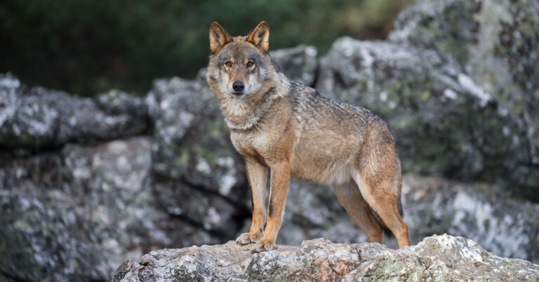 Protected: Wildlife-smart communities: helping nature and people thrive together